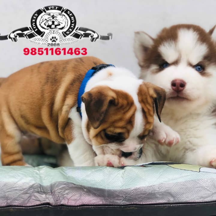 Lovely Pet Service & Kennel Club