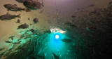 Salmon exposed to cocaine swim almost twice as far as those without, study shows - CBS News