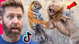 Wildlife Expert Reacts to TikTok’s Craziest Animal Fights