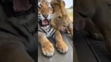 Bioga Like No We Are Not Suitable for Each Other 😳🤧🐯