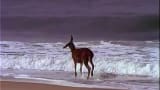 deer playing in sea
