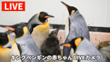 【ライブ配信】キングペンギンの赤ちゃん定点カメラ