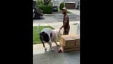 Good fog and delivery man #dogs #dog #fypシ #doglover #foryour