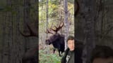 Don’t mess with a Moose