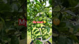 My secret to grow citrus 🍋‍🟩 successfully in Florida.