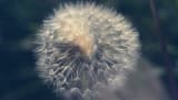 Andrew Wasylyk - First Moonbeams Of Adulthood (Official Video)