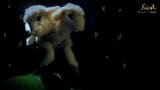 Snail Mail - "Butterfly" (Official Lyric Video)