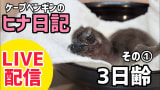 【LIVE配信】ケープペンギンのヒナ日記「3日齢」その①【劇団ペンターズ】#live #penguin #誕生