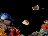 Windows 98 - Underwater screen saver