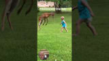 Toddler Meets Young Deer