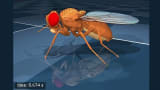 Artificial intelligence brings a virtual fly to life