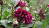 DRIES VAN NOTEN Exquisite Beauty of His Home and Garden in Lier