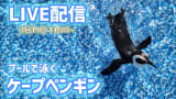 【LIVE配信】ケープペンギンがプールを泳ぐ姿を鑑賞しよう【劇団ペンターズ】#live #penguin #ペンギン