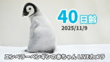 【アーカイブ】エンペラーペンギンの赤ちゃんライブカメラ（2025/11/9）