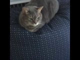 Buttered Cat Loaf
