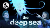 These deep sea creatures may never get names