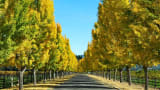 Kaleidobloom // The Ginkgo Tree