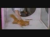 LSD test, cat