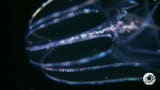 The Lovely Lobed Comb Jelly