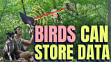 I Saved a PNG Image To A Bird