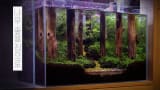 [ENG] 나무 숲을 집으로 | 물멍 | Tree Forest | Aquarium | MulMung