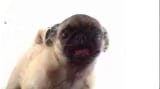 A Pug is Licking Your Screen