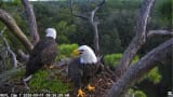 NEFL Cam 1 - Live Bald Eagle Cam