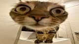 you'll get a cat after watching these