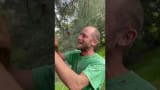 Welcome to the world of pine cone tapping!