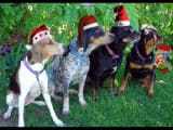 Barking Dogs - Jingle Bells