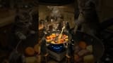 Little Cats Cooking! Meow's Kitchen Adventures