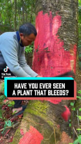 🇨🇳 THIS PLANT BLEEDS RED AND COSTS MORE THAN GOLD  It’s called Jixue Tang, or "chicken blood vine," and it oozes red like it’s bleeding rubies.  Takes 10 years to grow, can’t be farmed, and sells by the gram like it’s plant-based treasure.  Source: asegt21867