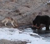 An American photographer filmed a wolf begging for food from a grizzly. The gray wolf saw the meat and in an instant turned into a playful puppy begging for a piece.