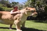 Meet the Liger, a cross between a male lion and a female tiger.