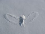 Owls create snow angel imprints while hunting in winter when they swoop down to catch mice or squirrels