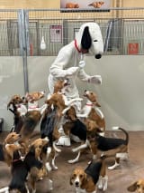 Beagle puppies rescued from a medical testing facility got to meet Snoopy