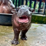 Happy 1st birthday to Moo-Deng!