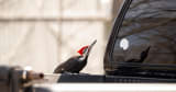A Coastal New England Town’s ‘Ornery’ Vandal: A Woodpecker