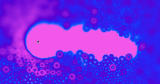 Novacellix | Creating Tomorrow’s Cellular Technologies