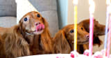 Happy Birthday To You 🎂🎵 free stock music
