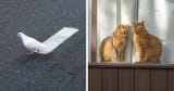 40 Times Everyday Scenes Captured By Eric Kogan Aligned So Perfectly, You Might Do A Double Take