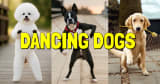DANCING DOGS App