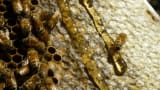 The chemical secrets that help keep honey fresh for so long