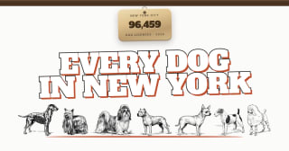 Every Dog in New York: an NYC dog map by neighborhood