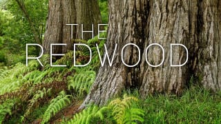 The Redwood