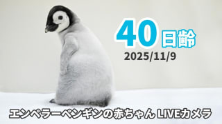 【アーカイブ】エンペラーペンギンの赤ちゃんライブカメラ（2025/11/9）