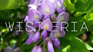The Wisteria