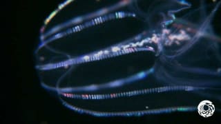 The Lovely Lobed Comb Jelly