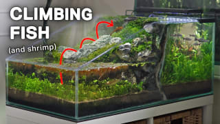 Making a Waterfall for My Climbing Fish (Two-Sided Ecosystem)
