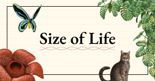 Size of Life